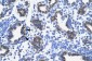 RPS16 antibody - N-terminal region